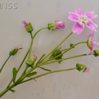 Pink Purslane